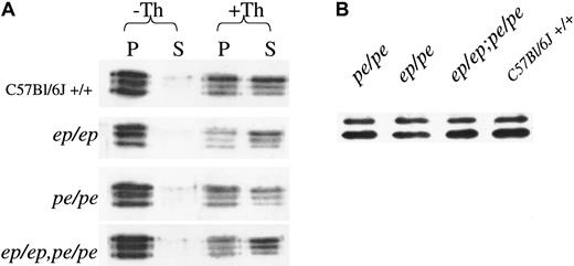 Fig. 3. Steady-state concentrations and secretion rates of platelet α-granule components are normal in double mutant mice. / (A) Fibrinogen concentrations and secretion from untreated control (−Th) and thrombin (+Th)-treated platelets of mutant and normal mice. After treatment of platelets for 3 minutes with buffer or 1.6 U/mL thrombin, platelets were centrifuged and equivalent proportions of pellets (P) and supernatants (S) were electrophoresed on denaturing gels that were immunoblotted with antifibrinogen antibody. (B) Steady-state levels of PF4 in normal and mutant platelets. Platelet protein (30 μg) was electrophoresed on denaturing gels and immunoblotted with antibody to PF4.