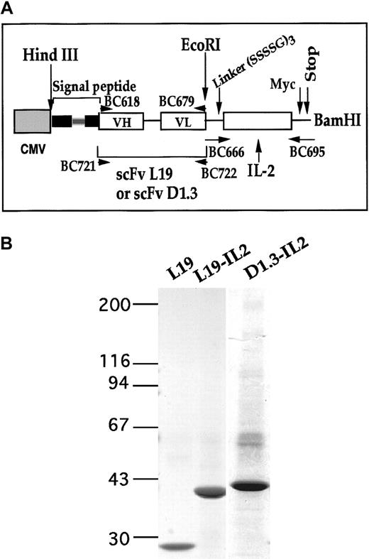 Fig. 1. Preparation and characterization of fusion proteins L19–IL-2 and D1.3–IL-2. / (A) Schematic representation of scFv L19–IL-2 and D1.3–IL-2 cDNA constructs. The scFv L19 or D1.3 and IL-2 cDNA were genetically fused by inserting a DNA linker (—) encoding for 15 amino acids (SSSSG)3 and cloned into the pcDNA3 mammalian expression vector using the HindIII and BamHI restriction sites.16 The hatched box represents the CMV promoter sequence; the filled box, the genomic sequence of the signal secretion leader peptide ( is the intron inside the genomic sequence); and white boxes, the VH or VL of scFV L19 or D1.3 and IL-2 sequences. (B) Four percent to 18% SDS-PAGE gradient of scFv L19, L19–IL-2, and D1.3–IL-2 proteins after purification on ED-B/Sepharose affinity column. The values reported on the left indicate the molecular masses, in kilodaltons, of the standards. The fusion proteins L19–IL-2 and D1.3–IL-2 showed an apparent molecular mass of about 43 and 45 kd, respectively, in accordance with their expected sizes.