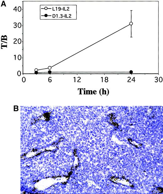 Fig. 2. Biodistribution of fusion proteins L19–IL-2 and D1.3–IL-2. / (A) Tumor-blood ratio (T/B) of the %ID/g at 3, 6, and 24 hours after intravenous injection of radioiodinated L19–IL-2 and D1.3–IL-2 in F9 teratocarcinoma-bearing mice. Mice with subcutaneously implanted tumors were intravenously injected with 10 μg (4 μC; 0.148 MBq) of protein in 100 μL saline solution. Three animals at each time point were killed and organs were weighed and the radioactivity counted. Vertical bars indicate SE. (B) Microautoradiography of F9 teratocarcinoma 24 hours after injection of radioiodinated L19–IL-2. Radiolabeled L19–IL-2 accumulates around tumoral vascular structures, but not around vessels of normal tissues (data not shown).