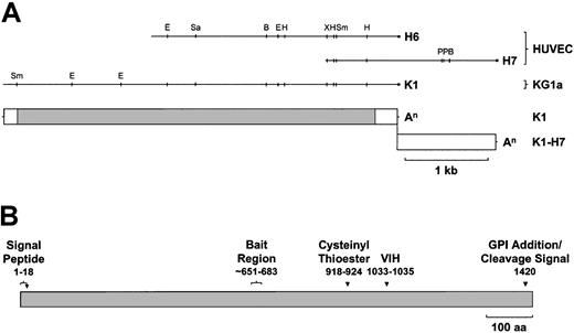 Fig. 1. HUVEC and KG1a cDNA library-derived CD109 cDNAs and predicted protein. / (A) Aligned restriction maps of the largest HUVEC (H6, H7)– and KG1a (K1)–derived CD109-specific cDNA fragments and the positions of the corresponding coding and untranslated regions are shown. K1 and deduced K1-H7 cDNAs contain identical ORFs but divergent 3′UTRs. White box, UTR; gray box, coding sequence; An, poly(A) tail; Sm,Sma I; E, EcoRI; Sa, SacI; B, BamHI; H,HindIII; Xb, XbaI; P, PstI. (B) CD109 is a novel GPI-linked member of the α2M family of thioester-containing proteins. The translated K1 sequence (Figure 1) predicts a 1445-aa protein of about 162 kd bearing a cleavable 21-aa N-terminal leader peptide and a C-terminal consensus GPI anchor cleavage–addition signal, with cleavage predicted to occur after aa 1420. CD109 shares the overall domain structure of the α2M family, containing a thioester signature sequence (aa 918-924) approximately two thirds of the way along the molecule, a thioester reactivity-defining hexapeptide (aa 1030-1035) ending in VIH about 100 aa further downstream and a putative bait region (approximately aa 651-683) lying roughly in the middle of the protein.