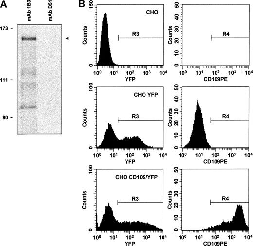 Fig. 3. Clone K1 encodes a protein that is recognized by CD109 mAbs. / (A) By in vitro transcription–translation in the presence of35S-methionine, followed by immunoprecipitation, CD109 clone K1 is shown to encode an approximately 160-kd protein (arrow, lane 1) that is recognized by mAb 1B3, but not by control antibodies, including CD71 mAb D51 (lane 2). Positions of radiolabeled molecular weight markers are shown on the left. Similar results were obtained using CD109 mAbs 8A3 and LDA1 (not shown). (B) Expression of clone K1 confers CD109 mAb binding to CHO cells. Control mock-transfected CHO cells (top row), CHO cells transfected with empty pIRES-EYFP vector (middle row), and CHO cells transfected with CD109 expression vector pK1/YFP (bottom row) were stained with CD109 mAb 7D1-PE and 7-AAD. Viable (7-AAD−) cells were then gated (region R1), and single cells within this gate were identified by light scatter (R2, not shown). YFP-expressing cells within this population (R3, left column) were then analyzed for CD109 expression (R4, right column). Expression of the K1 cDNA confers high-level 7D1 binding to CHO cells. Similar specific staining was observed using phycoerythrin conjugates of CD109 mAbs 8A3 and TEA 2/16 (not shown), and with Govb antiserum.53 In contrast, staining was not detectable on control CHO cells or on CHO cells transfected with pIRES-EYFP–based vectors expressing K1 antisense or an irrelevant cDNA and was abrogated by treatment of K1-transfected cells with PI-PLC (not shown).