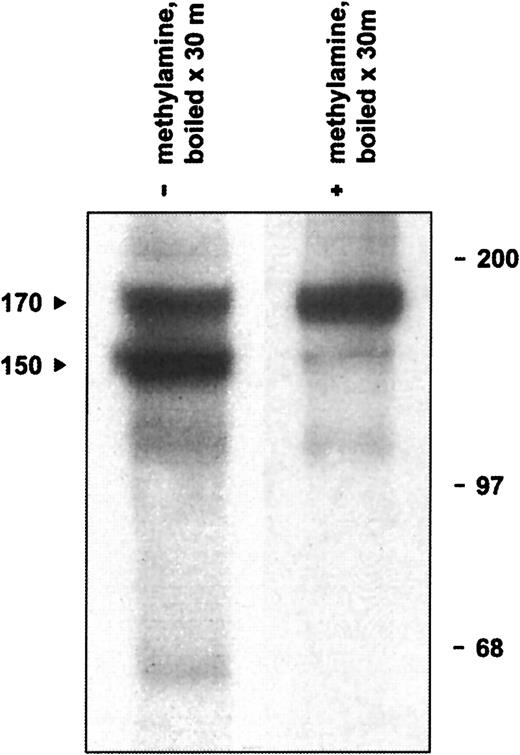 Fig. 5. Native CD109 contains an intact thioester. / Boiling of radiolabeled KG1a-derived mAb 8A3–CD109 immune complexes results in the appearance of the typical 150- and 170-kd CD109 bands (arrows, lane 1) and of an additional 20-kd band (not shown). If, however, the immune complexes are treated with 400 mM methylamine before boiling, formation of the 150-kd band is greatly inhibited (lane 2). Thus, the 150-kd CD109 band arises by the thioester-mediated autolytic cleavage of the 170-kd form, which is abrogated if the thioester is first disrupted with the small nucleophile methylamine. Positions of molecular weight markers are shown on the right.