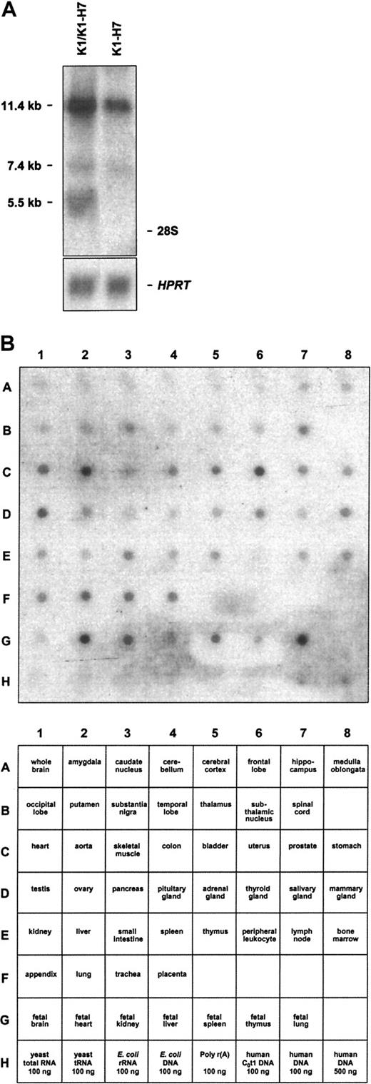 Fig. 6. Northern blot analysis of CD109-specific transcripts. / (A) KG1a cells contain multiple CD109-specific transcripts. Northern blots of KG1a total RNA probed with K1/K1-H7 common and K1-H7 specific probes are shown. The former probe is expected to detect both K1 and K1-H7 transcripts. Although 3 CD109-specific bands (11.4, 7.4, and 5.5 kb) are revealed by the common probe, the K1-H7–specific probe detects only the 2 larger transcripts. Positions of the 28S and 18S rRNA species are noted on the right. Control hypoxanthine phosphoribosyltransferase hybridizations ensure equal RNA loading. (B) CD109 is expressed widely in adult and fetal tissues. A commercial multiple tissue mRNA blot probed with a CD109 probe expected to detect both K1 and K1-H7 transcripts is shown (top panel). Corresponding RNAs are identified in the bottom panel. CD109 transcripts are detected in a wide range of tissues, with the highest levels found in adult uterus, aorta, heart, lung, trachea, and placenta, and in fetal heart, kidney, liver, spleen, and lung. In all cases, negative control RNAs and DNAs did not yield CD109-specific signals.