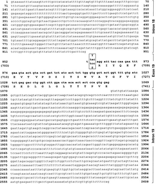 Fig. 4. DNA sequence of CD109 exon 19 and flanking introns. / The CD109 nucleotide 2108 A>C SNP was found to lie 3 nucleotides from the 5′ end of CD109 exon 19. The DNA sequence of exon 19 and of flanking introns 18 and 19 is shown (GenBank accession no. AF410460). Exon 19 sequence and the corresponding predicted peptide sequence are shown in bold. Nucleotides are numbered sequentially, beginning at the 5′ end of intron 18. Amino acid coordinates (parentheses) correspond to the CD109 numbering scheme of Lin et al.10 Both allele-specific codon 703 variants (Gova, TAC;Govb, TCC) are shown (box). The nucleotide 2108 A>C SNP results in a Tyr to Ser amino acid substitution at position 703 of CD109.