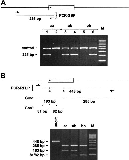 Fig. 5. Gov genotyping by PCR-SSP and PCR-RFLP analyses. / CD109 exon 19 (open box) and flanking introns are diagrammed. The Gov SNP (*) lies at the 5′ end of exon 19. Relative positions of the PCR primers (arrows) used to generate the 225 and 448 bp PCR products used for genomic SSP and RFLP analyses are shown. (A) Allele-specific antisense oligonucleotide primers differing by a single 3′ nucleotide corresponding to the Gov SNP yield allele-specific 225 bp bands. All reactions also contained control HGH primers that resulted in a 429 bp product (control). In addition, although the reactions shown in lanes 1, 3, and 5 containedGova-specific primers, those in lanes 2, 4, and 6 contained Govb-specific primers. (B) TheGova allele contains a single BstNI site (filled triangle) that is common to both alleles. The Gov SNP results in an additional BstNI site (open triangle) that is specific to the Govb allele. As a result,BstNI digestion of the 448 bp Gova-specific PCR product yields 2 fragments of 163 and 285 bp. In contrast, digestion of the Govb-specific product yields 3 fragments of 285, 81, and 82 bp. M, 100 bp DNA ladder; uncut, no BstNI added; aa/ab/bb, Gov genotype.