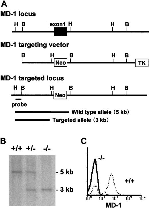 Fig. 2. Targeted disruption of the murine. / MD-1 gene by homologous recombination. (A) Schematic representation of the MD-1 gene, the targeting construct, and the targeted MD-1 locus. The first exon of theMD-1 gene is shown as a closed box. The indicated external probe detects 5.0 and 3.0 kb of the HindIII-digested genomic DNA of the wild-type and targeted MD-1 genes, respectively. (B) Southern blot analysis of the MD-1 mutation in mice. Tail DNA isolated from the wild-type, MD-1+/−, and MD-1–−/− mice was digested with HindIII, electrophoresed on an agarose gel, blotted onto nylon membrane, and hybridized with the probe, which is shown in panel A. (C) Spleen cells from wild-type (broken line) or MD-1−/− mice (thick line) were stained with an anti–MD-1 mAb MD14, followed by FITC-labeled goat anti–rat IgG.