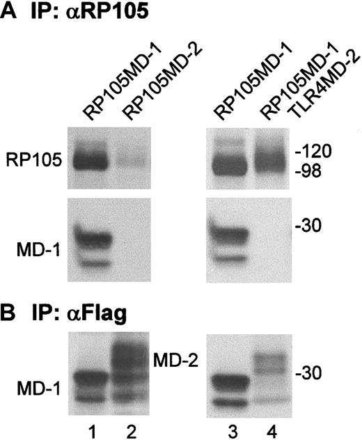 Fig. 9. RP105 does not interact with MD-2. / Ba/F3 cells expressing RP105 + MD-1 (lane 1), RP105 + MD-2 (lane 2), RP105/MD-1 (lane 3), or RP105/MD-1 + TLR4/MD-2 (lane 4) were used for immunoprecipitation with anti-RP105 mAb RP/14 (A) or with the anti-flag mAb M2 (B). RP105 was detected with cell surface biotinylation as described in “Materials and methods.” MD-1 (lanes 1, 3) and MD-2 (lanes 2, 4) were tagged with the Flag epitope and detected by immunoprobing with the anti-flag mAb.