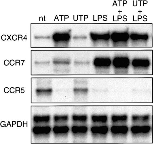 Fig. 1. Extracellular ATP induces CCR7 and CXCR4 and down-regulates CCR5 mRNA. / DCs were generated from purified peripheral blood CD14+monocytes by culture with granulocyte-macrophage colony-stimulating factor and IL-4. On day 6, CD2+ and CD19+ cells were removed; resulting cells were more than 97% CD1a+ and CD14−. Immature DCs were not treated (nt), stimulated with 250 μM ATP or UTP, or induced to mature with 10 μg/mL LPS in the absence or presence of nucleotides. After 16 hours, total RNA was extracted and RNase protection assay done to visualize chemokine-receptor mRNA transcripts. Shown is one representative experiment of 3 done.