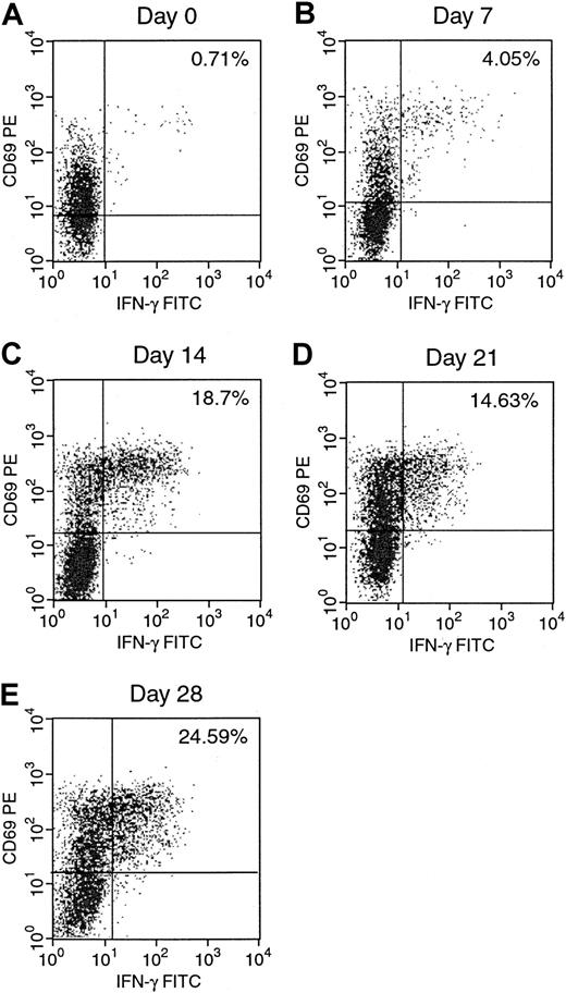 Fig. 3. Serial quantitation of EBV-specific CD8+IFN-γ+ in an EBV-specific T-cell line. / IFN-γ–producing CD8+ cells in response to autologous EBV BLCL were determined weekly from day 0 to day 28 of culture.