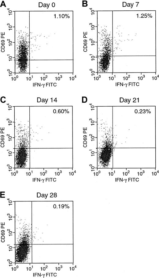 Fig. 4. Serial quantitation of alloreactive CD8+IFN-γ+ in the EBV-specific T-cell line. / IFN-γ–producing CD8+ cells in response to allogeneic EBV BLCL were determined weekly from day 0 to day 28 of culture.