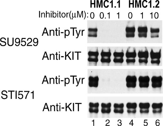 Fig. 2. Differential sensitivity of Val560Gly and Asp816Val mutant KIT in HMC1 subclones to KIT inhibitors. / Antiphosphotyrosine blots of immunoprecipitated KIT expressed in 2 HMC1 subclones show that spontaneous phosphorylation of KIT containing only the juxtamembrane RT Val560Gly mutation in the HMC1.1 clone is susceptible to inhibition by both inhibitors at 0.1 to 1 μM (lanes 1-3). In contrast, spontaneous phosphorylation of KIT with both the Val560Gly and the EST Asp816Val mutation in the HMC1.2 clone is resistant to both inhibitors at 1 to 10 μM (lanes 4-6).