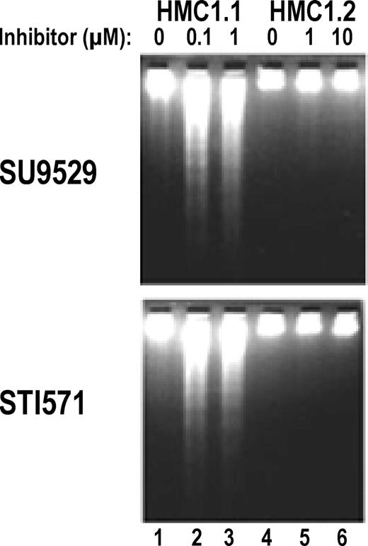 Fig. 3. Induction of apoptosis in HMC1.1 but not in HMC1.2 cells by KIT inhibitors. / DNA fragmentation assay shows that the HMC1.1 clone expressing only the Val560Gly juxtamembrane RT mutation undergoes apoptosis, as indicated by formation of DNA “ladders” in the presence of the inhibitors at 0.1 to 1 μM (lanes 2-3). In contrast, the HMC1.2 clone expressing both the Val560Gly mutation and the Asp816Val EST mutation does not show any significant DNA “ladder” in the presence of the inhibitors at 1 to 10 μM (lanes 5-6).