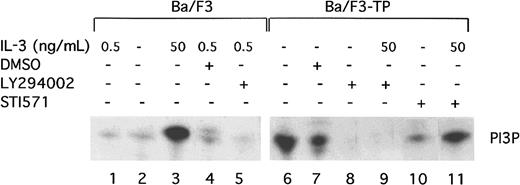 Fig. 1. TEL/PDGFβR activates PI3 kinase. / Parental Ba/F3 cells (lanes 1-5) or transformed Ba/F3-TEL/PDGFβR cells (lanes 6-11) were analyzed during log phase growth (lanes 1,6) or after treatment with DMSO alone (lanes 4,7) or the PI3 kinase inhibitor, LY294002 (lanes 5,8,9) for 4 hours. LY294002 was dissolved in DMSO and used at a concentration of 25 μM to obtain complete inhibition. As a positive control, Ba/F3 cells were deprived of IL-3 for 4 hours and then restimulated with IL-3 at 50 ng/mL (lane 3). To demonstrate a necessity for the kinase activity of TEL/PDGFβR for activation of PI3 kinase, cells were treated with STI571 at 1 μM in dH20 for 4 hours (lane 10). As a control for the specificity of STI571, Ba/F3-TEL/PDGFβR cells were treated with STI571 for 4 hours and then stimulated with IL-3 50 ng/mL for 10 minutes (lane 11). All experiments were performed in the presence of 10% fetal calf serum.