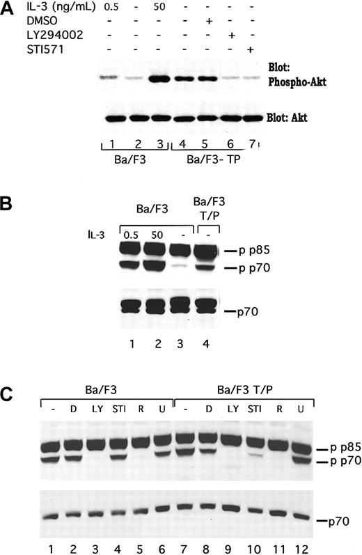 Fig. 2. TEL/PDGFβR stimulates phosphorylation of Akt and p70S6 kinase through a LY294002-responsive pathway. / (A) Ba/F3 (lanes 1-3) were harvested in log phase growth (lane 1) or deprived of IL-3 for 4 hours and then restimulated with media containing no IL-3 (lane 2) or 50 ng/mL IL-3 for 15 minutes. Ba/F3/TEL/PDGFβR cells were either harvested in log phase growth (lane 4) or treated with the indicated compound for 16 hours. Cells were lysed in 1% Triton lysis buffer, proteins were separated by SDS-PAGE and blotted for phospho-Akt. Blot was stripped and reprobed for expression of total Akt. Similar inhibition of Akt was seen in Ba/F3 TEL/PDGFβR cells treated with LY294002 (25 μM; lane 6) or STI571 (1 μM; lane 7). (B) In separate experiments, phosphorylation of p70S6 kinase was examined. Ba/F3 cells were either analyzed during log phase growth with 0.5 ng/mL IL-3 (lane 1) or deprived of IL-3 for 4 hours and then restimulated with media containing 50 ng/mL IL-3 for 15 minutes (lane 2) or no IL-3 (lane 3). Ba/F3-TEL/PDGFβR cells were harvested in log phase growth (lane 4) in the absence of IL-3. (C) Ba/F3 and Ba/F3-TEL/PDGFβR cells were harvested in log phase growth or treated with indicated inhibitors for 4 hours. D indicates DMSO; LY, LY294002 25 μM; STI, STI571 1 μM; R, rapamycin; and U, U0126 20 μM. Cells were lysed in 1% Triton, proteins were separated by SDS-PAGE and blotted by using the indicated antibodies. Phospho-p70S6 kinase antibody cross-reacts with a splice variant of p70, p85 S6 kinase, which is not known to be regulated by cytokines.