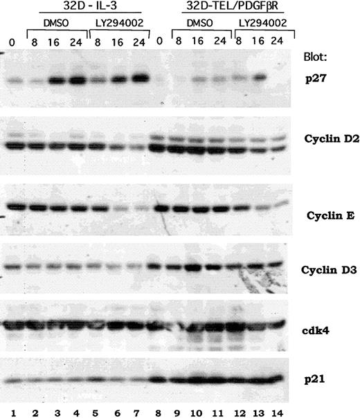 Fig. 7. Effect of PI3 kinase inhibition on expression of cell cycle regulatory proteins. / Parental 32D or 32D-TEL/PDGFβR cells were collected in log phase growth (lanes 1, 8) or replated in the presence of DMSO or LY294002 at 25 μM for the indicated period of time. Cells were lysed in 1% Triton lysis buffer; protein quantitated, separated by SDS-PAGE, and blotted. Lysates were probed with antibodies for the indicated proteins.