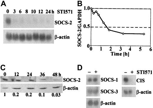 Fig. 3. Expression of SOCS-2 and related SOCS proteins after short-term exposure to STI571. / (A) Northern blot of KYO1 cells exposed to 1 μM STI571 for the indicated lengths of time. (B) Real-time RT-PCR from KYO1 cells exposed to 1 μM STI571 for various lengths of time. Results are expressed as ratios SOCS-2/GAPDH as compared with cells not exposed to STI571. (C) Immunoblot from BV173 cells exposed to 1 μM STI571 for the indicated time. Numbers below the blots represent the densitometric ratios SOCS-2/actin as compared with the nonexposed cells. (D) Northern blot of KYO1 cells exposed (+) or not (−) to 1 μM STI571 for 10 hours, probed with SOCS-1, SOCS-3, and CIS.