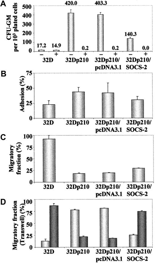 Fig. 10. SOCS-2 inhibits colony formation and decreases the adhesive capacity of 32Dp210 cells. / (A) Cells were plated in triplicate in methylcellulose with or without 1 μM STI571, and numbers of granulocyte macrophage–colony-forming unit (CFU-GM) colonies were determined after 7 days of culture. Results represent the mean plus or minus standard deviation of colony numbers, normalized to 103 plated cells. (B) Cells were plated in quadruplicate in 96-well flat bottom plates. After 24 hours and 2 washes in PBS, numbers of adherent cells were determined by MTS staining. Data are expressed as a ratio adherent–total number of cells. (C) Cells were plated in a 48-well tissue culture plate coated with the CH-296 fibronectin fragment. The number of migrating cells was assessed as described.26 Results were normalized against the cells kept in wells under the same conditions with PBS/2% BSA. (D) Cells were plated in the top chamber of a 5.0-μm Transwell plate. After 24 hours, the numbers of cells that had migrated to the lower chamber (dark bars) and those that remained in the Transwell (light bars) were determined by hemocytometer counting of trypan blue–stained cells.