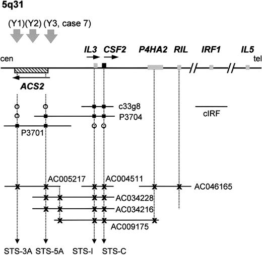 Fig. 5. PAC/BAC/cosmid contig covering the. / ACS2 andIL-3/CSF2 loci at 5q31 and localization of the different breakpoints of the t(5;12)(q31;p13).Schematic illustration of the small PAC/cosmid contig linkingACS2 with IL-3/CSF2 (not to scale). Database searches identified several partially or completely sequenced genomic clones containing the ACS2, IL-3, CSF2, and P4HA2 genes, confirming the PAC contig. These clones are represented by their accession numbers. Yagasaki et al22 mapped IRF1 telomeric to the breakpoints of the t(5;12). A 1 Mb contig was previously described33that links ACS2 to IL-5 and is in agreement with the map shown here. The 3 t(5;12)(q31;p13) breakpoints described by Yagasaki et al22 are numbered as Y1, Y2, and Y3. The breakpoint described in this work is indicated with case 7, as described in the text. Genes are represented by boxes, and their transcriptional orientation is indicated by an arrow. The sequenced BAC clones are represented by their accession numbers. tel indicates telomeric side; cen, centromeric side; open circle, negative by hybridization or PCR; filled square, positive by hybridization or PCR; x, positive by electronic PCR/database searches.