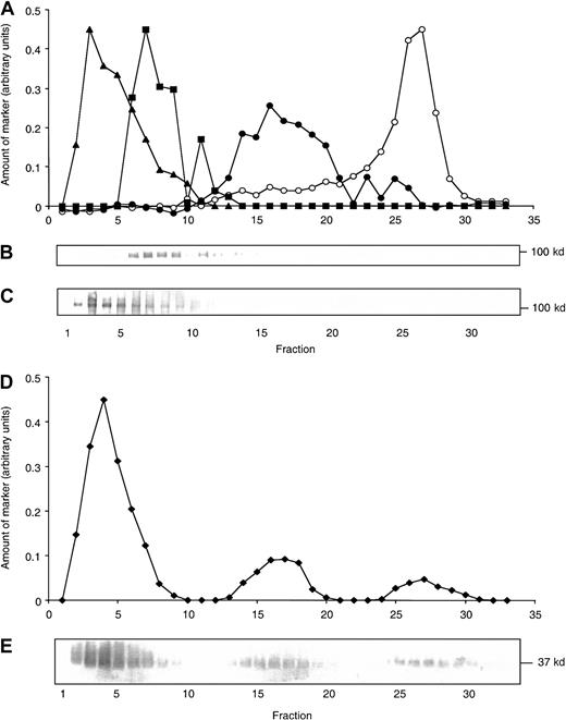 Fig. 4. Localization of HBP in neutrophil subcellular fractions. / Human neutrophils were fractionated in a flotation gradient as described in “Materials and methods.” Localization of neutrophil organelles in the gradient is shown by marker analysis of the fractions. (A) Nonlatent alkaline phosphatase (activity measured in the absence of detergent; marker for the plasma membrane; open circles), latent alkaline phosphatase (difference between activity measured in the presence and absence of detergent; marker for the secretory vesicles; closed circles), gelatinase (densitometric curve from panel B; squares), and MPO (densitometric curve from panel C; triangles). (B, C) Western blots of the fractions probed with antibodies to gelatinase and MPO, respectively. (D) Presence of HBP in the gradient is shown as a densitometric curve measured from the immunoblot (E) probed with anti-HBP antibodies.