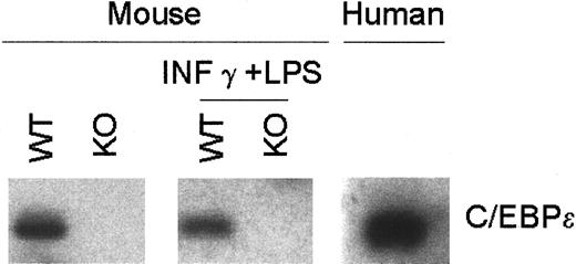 Fig. 1. C/EBPε expression in bone marrow–derived macrophages. / RNA was harvested from murine wild-type and C/EBPε−/− bone marrow–derived macrophages with and without LPS (1 μg/mL) plus IFN-γγg (100 U/mL) stimulation and from human bone marrow macrophages after culture with 20 ng/mL rGM-CSF. RT-PCR–amplified products from human and mouse were blotted and hybridized using a highly conserved internal oligonucleotide probe.