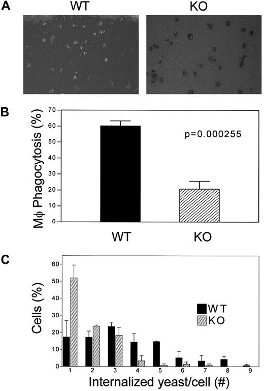 Fig. 4. Analysis of phagocytosis of. / C albicans by C/EBP−/− macrophages. Macrophages from thioglycollate-elicited peritoneal lavage and bone marrow were incubated with FITC-labeled opsonized yeast. Cells were stained with trypan blue to distinguish between internalized C albicans blastopores that remained green and nonphagocytosed blastopores that merely adhered to the outer surfaces of the macrophages. (A) Cells were visualized with the use of fluorescence microscopy. (B) Phagocytosis activity of macrophages from bone marrow was calculated as the ratio of cells with fluorescence yeast to the number of total macrophages. (C) Number of internalized C albicans blastopores in each thioglycollate-elicited peritoneal lavage macrophage is shown. (▪) Wild-type macrophages; (▨) knockout macrophages. Both histograms represent the average of 3 separate experiments; each included the analysis of 2 wild-type and 2 knockout mice.
