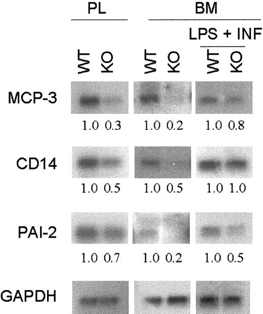 Fig. 5. Expression of macrophage-related genes. / Total RNA was harvested from wild-type and C/EBPε-deficient mice peritoneal lavage (PL) and bone marrow–derived macrophages with and without stimulation with LPS + IFN-γ. Northern blot analysis was performed on 10 μg total RNA. Hybridization with GAPDH confirmed equivalent loading of RNA. Fold change was measured by densitometry and was normalized with the GAPDH ratio.