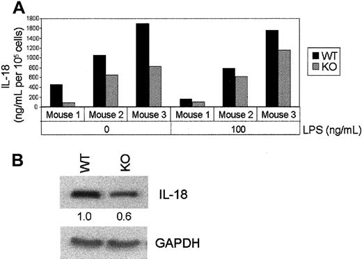 Fig. 7. IL-18 production by C/EBPε−/− bone marrow macrophages before and after LPS (100 ng/mL) stimulation. / After 10 days of culturing, the macrophages were extensively washed and incubated for 24 hours in fresh medium containing LPS. Cells were harvested and counted, and IL-18 secretion in the culture medium was quantitated by ELISA. (B) Whole cell protein extracts were prepared from these cells and analyzed by Western blotting using a polyclonal anti–IL-18 antibody. Fold change was measured by densitometry. Blots were probed with anti–GAPDH antibody as a control.
