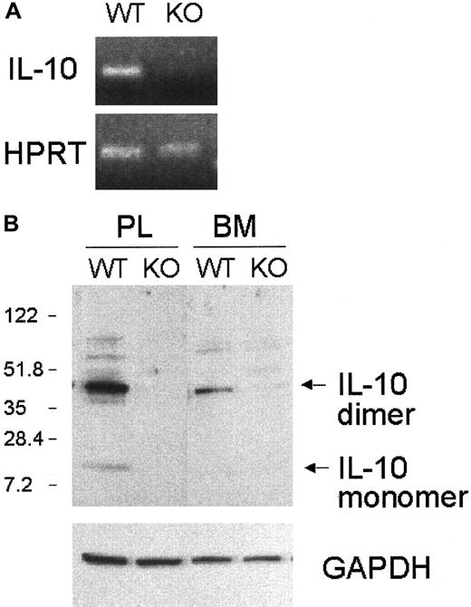 Fig. 8. IL-10 mRNA and protein expression in C/EBPε−/− macrophages. / (A) RT-PCR was performed on cDNA from peritoneal lavages of wild-type and C/EBPε−/− mice. (B) Total cell lysates were obtained from bone marrow and peritoneal lavage 72 hours after thioglycollate injection. Western blotting was performed using polyclonal anti–IL-10 antibody and anti–GAPDH antibody (control).