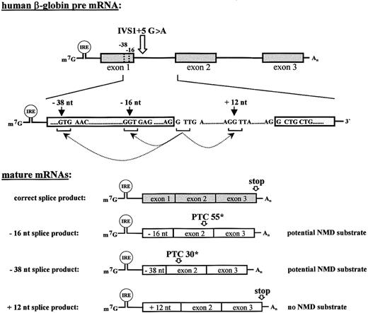 Fig. 1. Aberrant splicing of the IVS1 + 5 G>A mutated human β-globin results in 2 potential NMD substrates. / Structure of human β-globin pre-mRNAs and mature mRNAs resulting from splicing at the normal splice site and at 3 cryptic splice sites at positions −38 nts, −16 nts, and +12 nts (arrows) relative to the normal intron 1 splice donor. The ORFs of the −16 and −38 transcripts are phase-shifted at the respective intron 1 splice sites, and translation terminates at PTC 55* and at PTC 30* in exon 2, respectively. In contrast, the +12 transcript is extended by 12 nts and translation terminates at the normal stop codon. The 5′UTR of the mRNAs contains an IRE that confers a specific regulation of translation under conditions of iron depletion and repletion.
