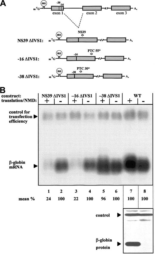 Fig. 3. Expression analysis of human β-globin constructs with deletions of intron 1. / (A) Schematic representation of the constructs used for transfection. Construct NS39 ΔIVS1 contains a nonsense mutation at position 39 (arrow). In constructs −16 ΔIVS1 and −38 ΔIVS1, intron 1 and 16 nts or 38 nts of the exon 1 sequence are deleted, resulting in a transcript with termination codons at positions 55 (PTC 55*) and 30 (PTC 30*), respectively. (B) Northern blot analysis with a β-globin–specific exon 3 probe (top panel) of total cytoplasmic RNA extracted from cells transfected with constructs NS39 ΔIVS1 (lanes 1 and 2), −16 ΔIVS1 (lanes 3 and 4), −38 ΔIVS1 (lanes 5 and 6), and the normal β-globin construct (WT, lanes 7 and 8) under conditions of enabled and disabled translation. The WT-ΔIVS1-CAT plasmid was cotransfected to control for transfection efficiency. The ratio of WT-RNA expression under conditions of active and inactive translation (lanes 7 and 8) was used to control for an unspecific, translation-dependent slight increase in mRNA expression. Values are the mean results from 3 independent experiments after normalization for transfection efficiency and after considering the unspecific (∼ 20%) reduction in RNA expression under conditions of translation inhibition. The immunoblot (bottom panel) shows the specific suppression of translation under conditions of iron depletion.