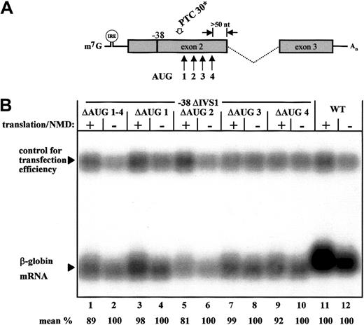 Fig. 4. Expression analysis of −38 ΔIVS1 constructs with inactivation of downstream AUG codons. / (A) The 4 downstream AUG codons that may be used as translation-reinitiation sites in the −38 transcript are indicated by arrows. (B) Northern blot analysis with a β-globin–specific exon 3 probe of the normal construct (WT) and the −38 ΔIVS1 constructs that lack either all 4 downstream AUG codons (ΔAUG 1-4, lanes 1 and 2) or single AUG codons (ΔAUG 1, lanes 3 and 4; ΔAUG 2, lanes 5 and 6; ΔAUG 3, lanes 7 and 8; and ΔAUG 4, lanes 9 and 10). Translation and NMD were regulated specifically by iron depletion and repletion. The WT-ΔIVS1-CAT plasmid was cotransfected to control for transfection efficiency. The ratio of WT-RNA expression under conditions of active and inactive translation (lanes 11 and 12) was used to control for an unspecific translation dependent slight increase in mRNA expression. Values are the mean results from 3 independent experiments after normalization for transfection efficiency and after considering the unspecific (∼ 20%) reduction in RNA expression under conditions of translation inhibition.