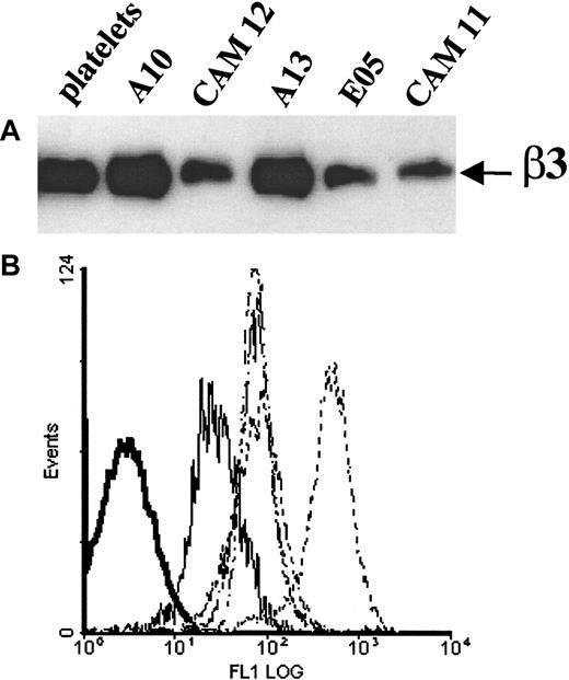 Fig. 6. Expression of recombinant β3 integrins in CHO cells. / (A) Western blot analysis of recombinant β3 integrin expression in CHO cells. Cell lysates of transfected CHO cells were prepared, and protein concentration was determined as described in “Materials and methods.” Equal amounts of protein from β3-transfected CHO cells (50 μg) were resolved by 8% SDS-PAGE under nonreducing conditions, transferred onto nitrocellulose, and immunoblotted with a mAb to human β3 (P37). Platelet lysate (5 μg protein) was run in parallel as a positive control. Clone A10, CHO-αIIbβ3Leu33Arg93; clone CAM12, CHO-αIIbβ3Leu33Gln93; clone A13, CHO-αvhamsterβ3Leu33Arg93; clone CAM11, CHO-αvhamsterβ3Leu33Gln93; clone E05, CHO-αvhamsterβ3Pro33Arg93. (B) FACS analysis of CHO cells in suspension after indirect immunofluorescence labeling with the anti-β3 integrin mAb P37. Negative control cells (bold solid line), CAM11 (solid line), CAM12, A13, E05 (dotted lines), A10 (dashed line).