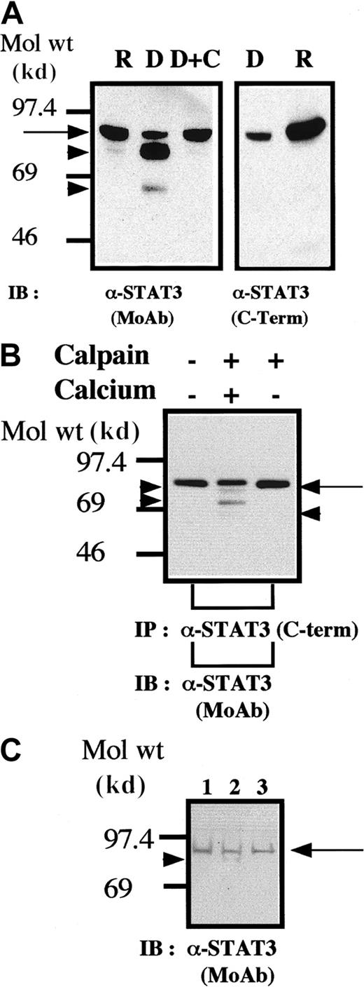 Fig. 2. STAT3 is cleaved by calpain in vivo and in vitro. / (A,B) Methods were the same as those described in the legends for Figures 1A and 1B, respectively, except that the blots were probed by using anti-STAT3 antibodies. (C) Cleavage of STAT3 during platelet aggregation. Methods were the same as those described in the legend for Figure 1C except that STAT3 was recognized by the anti-STAT3 MoAb as in Figure 2A.