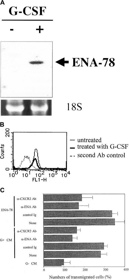 Fig. 1. Expression of ENA-78 and CXCR-2 and chemotaxis of neutrophils. / (A) mRNA expression of ENA-78 in neutrophils treated with or without G-CSF. Total RNAs were obtained from the untreated neutrophils and those treated with 10 ng/mL G-CSF for 24 hours and then used for Northern blot analysis. Representative result of 3 different experiments is shown. (B) Expression of CXCR-2 on neutrophils. The untreated neutrophils and those treated with 10 ng/mL G-CSF for 24 hours were stained with anti–CXCR-2 antibody and fluorescein isothiocyanate–conjugated second antibody and then analyzed for expression of CXCR-2 with a FACScaliber. Representative result of 2 different experiments is shown. (C) Chemotaxis of neutrophils stimulated by conditioned medium of neutrophils. Supernatants of neutrophils treated with or without G-CSF (G+ or G−, respectively) at 10 ng/mL were placed at 20% in the lower chambers. Anti–ENA-78 or anti–CXCR-2 antibody was added in the lower chambers at 2 μg/mL. Recombinant ENA-78 (10 ng/mL) was used as a positive control. Results are presented as percentage of numbers of transmigrated neutrophils treated with G CM. Data present the mean ± SD of 3 different experiments.