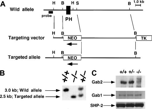 Fig. 1. Targeted disruption of the Gab2 locus. / (A) Restriction map of the Gab2 locus and targeting vector. The deleted region contains an exon encoding part of the PH domain. This region was replaced by the neomycin-resistance gene (neo). H, HindIII; B, BamHI; S, SpeI. A λFixII 129/Sv mouse strain genomic library (Stratagene) was screened by hybridization with the mouse Gab2 cDNA fragment containing an exon encoding the PH domain (amino acids 1-128). A targeting vector was designed to replace theBamHI-SalI fragment containing the PH domain with the neomycin-resistance gene (neo). To construct the targeting vector, the 1.5-kb HindIII-BamHI fragment of mouse Gab2 genomic DNA, the 2.0-kb BamHI-XbaI fragment of pgk-neo, the 9.0-kb SpeI-BamHI fragment of mouse Gab2 genomic DNA, and the 2.0-kb XhoI fragment of the thymidine kinase gene were subcloned into the HindIII andXhoI sites of pBluescript SK+. Further details are available upon request. (B) Southern blot analysis for genotyping.EcoRI and BglII-digested DNA from wild-type (+/+), heterozygous (+/−), and homozygous (−/−) mice was hybridized with the 5′ probe shown in (A). (C) Immunoblotting analysis of Gab2. Gab2 immunoprecipitated from the testis of Gab2+/+, +/−, and −/−mice was analyzed by immunoblotting with anti–Gab2 antibody. Lysate from each of the same samples were immunoblotted with anti–Gab1 or anti–SHP-2 antibodies for loading control.