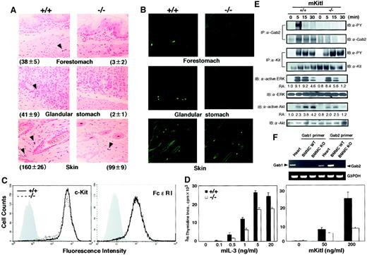 Fig. 2. Reduced mast cell numbers in Gab2-deficient mice. / (A) Mast cells in the forestomach, glandular stomach, and skin of Gab2+/+ and Gab2−/− mice. Sections were stained with Alcian blue and nuclear Fast red. Granules of mast cells were stained with Alcian blue. We observed at least 10 fields per each sample, and the representative field was shown. Average numbers of mast cells in 1-cm strip sections are shown. (B) Mast cells stained with berberine sulfate in the forestomach, glandular stomach, and skin of Gab2+/+ and Gab2−/− mice. Berberine sulfate recognizes heparin proteoglycan, which is expressed on mast cells in connective tissues. Berberine sulfate-positive cells were observed under a confocal laser microscope (LSM510; Carl Zeiss, Jena, Germany). (C) Expression of c-Kit and FcεRI. c-Kit expression was detected by staining with biotin–anti–c-Kit (2BP) mAb. To evaluate the FcεRI expression, BMMCs (cultured for 4 weeks) were treated with anti–DNP IgE mAb, and the bound IgE was detected with biotinylated anti–mouse IgE mAb and fluorescein isothiocyanate–streptavidin. Gray histograms indicate unstained negative controls. (D) IL-3 or KitL-mediated proliferation of Gab2+/+ and Gab2−/− BMMCs. Mast cells were expanded by culturing bone marrow cells with IL-3 for 4 weeks. After IL-3 starvation, the cells were cultured in the presence of the indicated concentrations of mIL-3 (left panel) or mKitL (right panel) and were pulsed with 0.5 μCi/well of3H-labeled thymidine for the last 16 hours of the 52-hour culture. Cells were collected by an automated cell harvester, and radioactivity of the incorporated 3H-thymidine was determined by a liquid scintillation counter. (E) Biochemical analysis of signal transduction pathways in BMMCs from Gab2+/+ and Gab2−/− mice. BMMCs were stimulated with mKitL (100 ng/mL) for the indicated periods. Cell lysates were immunoprecipitated with anti–Gab2 or anti–Kit antibodies (ACK2) and were subjected to immunoblotting with anti–phosphotyrosine (4G10), anti–Kit, and anti–Gab2 antibodies. Whole lysates were immunoblotted with anti–diphospho ERKs, anti–phospho Akt (S473), anti-ERK2, and anti–Akt antibodies. Results from the immunoblot analysis were quantified by the densitometric scanning of Western blot bands and indicated as relative activity (RA, activity versus the activity in unstimulated Gab2+/+ BMMCs). (F) Reverse transcription–PCR analysis of Gab1 and Gab2 expression. Total RNAs were isolated from Gab2+/+ and Gab2−/− BMMCs and then reverse transcribed. The cDNA was used for PCR with the Gab1- and Gab2-specific primers.