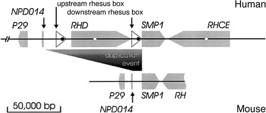 Fig. 1. RH locus in human and mouse. / The human RH locus (top) is compared to the mouseRH locus (bottom). The orientations and positions of genes are indicated by gray arrows, the rhesus boxes by white triangles. The fragment of the mouse RH gene shown covers exons 2 to 10. An open reading frame (ORF) in the rhesus box is depicted as a black circle, the succinate dehydrogenase complex, subunit D precursor pseudogene in RH intron 3 as a white circle; no sequences homologous to these ORF were found in the mouse locus. During the duplication event, RHD and its fringing rhesus boxes were inserted between NPD014 and SMP1. The depicted DNA segments are GCIP-binding protein P29 (accession numbers human, NM_015484; mouse, AY033432), NPD014 (AF247168,AK003799), SMP1 (NM_014313, AK014282) and RH(CE)(M34015, NM_011270), and the ORF in the upstream and downstream rhesus boxes (XP_044740 and XP_057505).