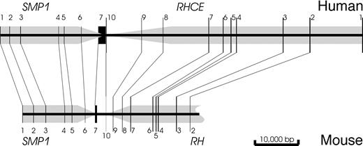 Fig. 2. Topology of SMP1 and RHCE. / The orientations and positions of the genes are indicated by gray arrows and the localization of the exons by black lines at their approximate scale. The relative position and orientation ofRHCE and SMP1 is conserved. Human and mouseSMP1 have a very similar topology. Both human rhesus genes are much enlarged relative to the mouse RH gene because of considerably elongated introns.