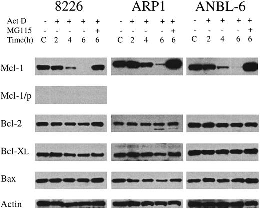 Fig. 3. Changes in the level of expression of Bcl-2 family members during treatment with actinomycin D. / MM cell lines were cultured in IL-6–containing medium without (C) or with the addition of actinomycin D (1 μg/mL) for 2 to 6 hours. In one culture from each cell line, MG115 (10 μM) was added 30 minutes before actinomycin D, and then cells were incubated for an additional 6 hours. At the indicated times, protein extracts were prepared, and equal amounts of total protein were subjected to Western blot analysis. The target of the primary antibody used in each case is indicated along the left margin. In the lane marked Mcl-1/p, the immunizing peptide was preincubated with the anti–Mcl-1 antibody prior to addition to the Western blot filter. Actin levels are included as a control for equal protein loading.