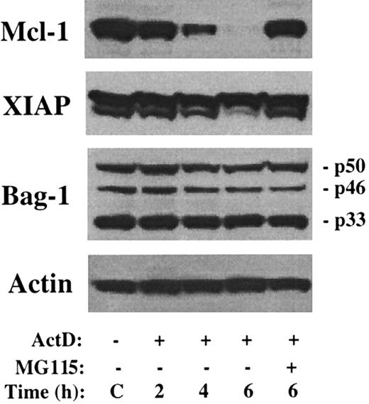 Fig. 4. No change in level of XIAP or Bag-1 by actinomycin D. / The 8226 cells were cultured in the presence of actinomycin D and/or MG115 for the times indicated. Western blot analysis was performed with antibodies as indicated along the left margin. The sizes of the 3 Bag-1 variants are noted.
