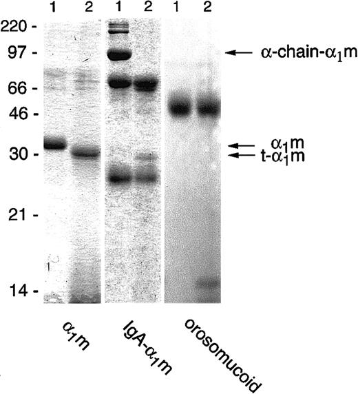 Fig. 1. Cleavage of α1m and control proteins by erythrocyte membranes. / Plasma-α1m, IgA-α1m, and orosomucoid were incubated with purified erythrocyte membranes for 2 hours at 37°C. A quantity of 1 μg to 3 μg of each protein was separated by SDS-PAGE (T = 12%, C = 3.3%) without prior affinity chromatography purification of the α1m-components and stained with Coomassie Brilliant Blue. Lane 1 shows the proteins alone and lane 2 shows the proteins with added erythrocyte membranes. The electrophoresis was performed in the presence of mercaptoethanol. Molecular masses of standards are given in kilodaltons.
