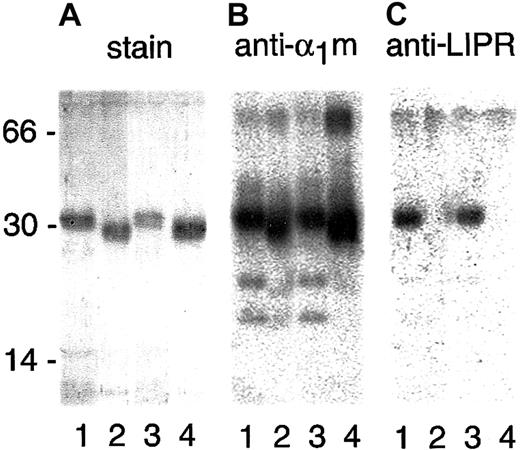 Fig. 2. Release of the C-terminal tetrapeptide from α1m after cleavage with erythrocyte membranes and oxyhemoglobin. / Plasma-α1m (lanes 1 and 3) was incubated with erythrocyte membranes (lane 2) or oxyhemoglobin (lane 4) as described in “Materials and methods.” After incubation for 3 hours at 37°C, α1m was purified from the reaction mixtures by affinity chromatography and gel chromatography on Sephacryl S-300. Purified α1m, 1 μg to 3 μg, was separated by SDS-PAGE in the presence of mercaptoethanol, staining, and Western blotting with antibodies against α1m or LIPR.