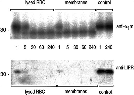 Fig. 3. Time studies on the cleavage of α1m. / A quantity of 0.5 μg plasma-α1m was incubated with lysed erythrocytes, erythrocyte membranes, or PBS (control) at 37°C for indicated time points: 1, 5, 30, 60, and 240 minutes. The cleavage reaction was stopped by adding SDS-PAGE sample buffer and was analyzed by SDS-PAGE in the presence of mercaptoethanol and Western blotting with anti-α1m and anti-LIPR.