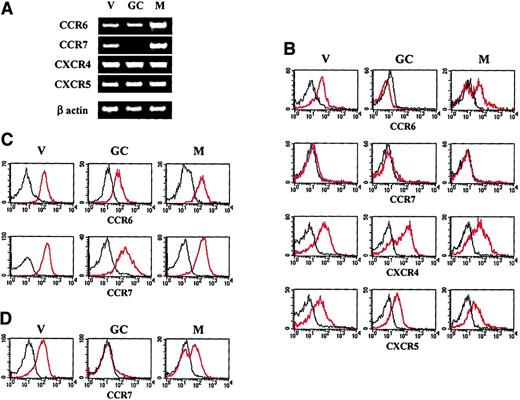 Fig. 1. Chemokine receptor expression by tonsillar B-cell subsets. / (A) Expression of the CCR6, CCR7, CXCR4, and CXCR5 transcripts in virgin (V), GC, and memory (M) B cells was analyzed by semiquantitative RT-PCR. (B) Surface expression of CCR6, CCR7, CXCR4, and CXCR5 was performed by triple immunofluorescence analysis of unfractionated tonsillar B cells using a combination of anti-IgD, anti-CD38, and the corresponding antichemokine receptor Abs. (C) Intracytoplasmic expression of CCR6 and CCR7 in virgin, GC, and memory B cells. (D) Surface expression of CCR7 on B cells after a 6-hour culture in complete medium. The data shown are representative of 4 independent experiments. The red lines correspond to the staining with the antichemokine receptor Ab, the black lines to the staining with an irrelevant isotype-matched Ab.