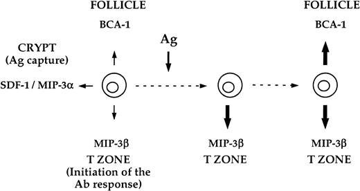 Fig. 7. Hypothetical model for the reprogramming of the chemotactic responsiveness of B cells promoted by BCR ligation. / This model proposes that resting B cells have a broad chemokine responsiveness potential, which should equally allow for their migration to the crypt, the T zone, and the B-cell follicle. In contrast, Ag-activated B cells have a very restricted migratory potential, which should favor their relocation to defined microanatomic sites. Our data are compatible with the hypothesis that Ag is the main force that drives the reprogramming of B-cell chemotaxis responsiveness in the course of the immune response. Upon Ag binding, B cells initiate an ordered change of their chemotactic machinery that allows them to redistribute sequentially (1) in the T zone, where the B-cell response is initiated, and (2) in the follicle, where the B-cell response is amplified and improved.
