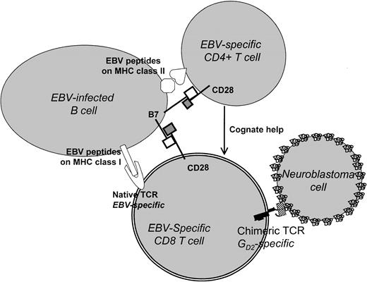 Fig. 9. Use of EBV-infected B lymphocytes and chimeric TCRs to target cancer cells. / In this model, CD8 T cells bearing a GD2-specific chimeric TCR are activated by EBV antigen binding to a native TCR and are costimulated through the interaction of B7/CD28. They may receive additional cognate help from EBV-specific CD4+ T cells. The stimulated chimeric receptor-positive cells are able to recognize and lyse GD2+ tumor cells (such as neuroblastoma) via the corresponding epitope of the chimeric TCR.