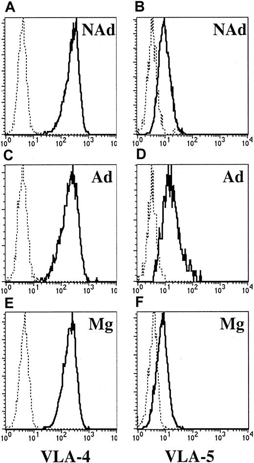 Fig. 4. Expression of VLA-4 and VLA-5 integrins in CXCR4+ nonadherent, adherent, and migrating CD34+ cells. / Transmigration of cultured CD34+ cells was assessed across Fn-coated filters, after which nonadherent (A,B), adherent (C,D), and migrating cells (E,F) were harvested. Cells were labeled with anti-CXCR4–PE together with anti–VLA-4–FITC or anti–VLA-5–FITC. Analysis of integrin expression was restricted to CXCR4-expressing cells by appropriate gating. Staining with isotype-matched IgG (dotted lines) and with anti–VLA-4 (left plots) or anti–VLA-5 (right plots) is shown in a representative experiment out of 5.