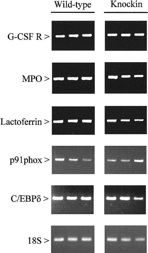 Fig. 3. Expression of myeloid-specific genes in wild-type and C/EBPβ knockin mice. / Gene expression was measured by RT-PCR using RNA from the bone marrow of wild-type and C/EBPβ knockin mice. After 15 (18S) and 35 (all other genes) cycles, amplification products were gel separated and stained with ethidium bromide. G-CSF R indicates granulocyte-colony stimulating factor receptor; MPO, myeloperoxidase.