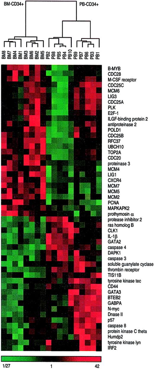 Fig. 3. Hierarchical cluster analysis distinguishes bone marrow– and peripheral blood–derived CD34+ cells. / All 18 CD34+ cells samples derived either from bone marrow or from peripheral blood were subjected to hierarchical cluster analysis on the basis of 51 differentially expressed genes displayed in Figure 2. Median-centered and normalized data are displayed using a color code, shown at the bottom of the figure. Red fields indicate higher values than median, green fields indicate lower values than median, and black fields indicate values that are equal to the median. The dendrogram visualizes the correlation of the different subgroups. Branch nodes connect closely related samples. The branch length indicates the degree of relationship. The shorter a branch is the more similar are the connected samples. Two main clusters are clearly distinguishable, the left one containing all 8 BM-CD34+cell samples and the right one containing all 10 PB-CD34+cell samples. Moreover, the right main branch distinctly separates 2 subclusters each with 5 PB-CD34+ cell samples.