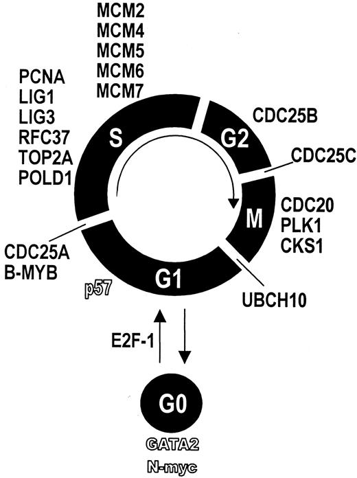 Fig. 6. Differentially expressed genes and their relation to cell cycle. / Genes whose expression was higher in BM-CD34+ cells are displayed in bold font. Genes whose expression was lower in BM-CD34+ cells are displayed by hollow characters. Each gene is assigned to the respective cell cycle phase it is known to regulate.